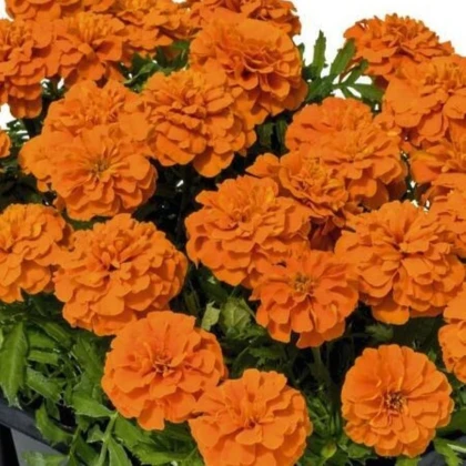 Aksamietnica rozložitá Super Hero Deep Orange - Tagetes patula - semená aksamietnica - 30 ks