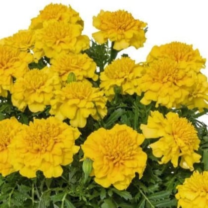 Aksamietnica rozložitá Super Hero Deep Yellow - Tagetes patula - semená aksamitnice - 30 ks