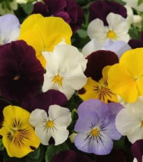 Sirôtka záhradná Cool Wave zmes farieb F1 - Viola x wittrockiana - semená sirôtky - 10 ks