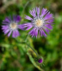 Amberboa ostnitá Desert Star - Amberboa muricata - semená ambrózie - 50 ks