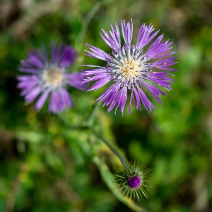 Amberboa ostnitá Desert Star - Amberboa muricata - semená ambrózie - 50 ks