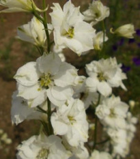 Ostrôžka poľná biela - Consolida regalis - semená ostrôžky - 100 ks