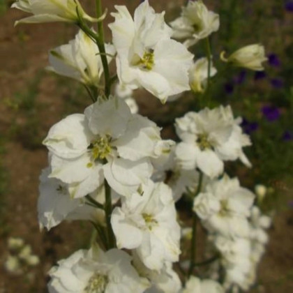 Ostrôžka poľná biela - Consolida regalis - semená ostrôžky - 100 ks