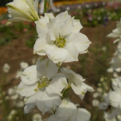 Ostrôžka poľná biela - Consolida regalis - semená ostrôžky - 100 ks
