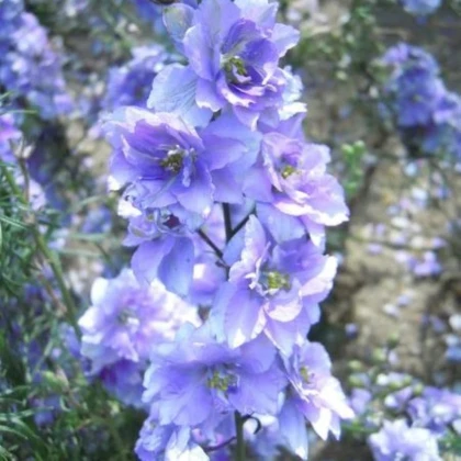 Ostrôžka poľná fialová - Consolida regalis - semená ostrôžky - 100 ks