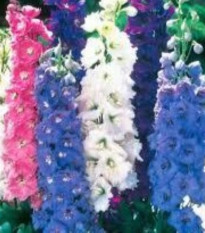 Ostrôžka poľná zmes farieb - Consolida regalis - semená ostrôžky - 100 ks