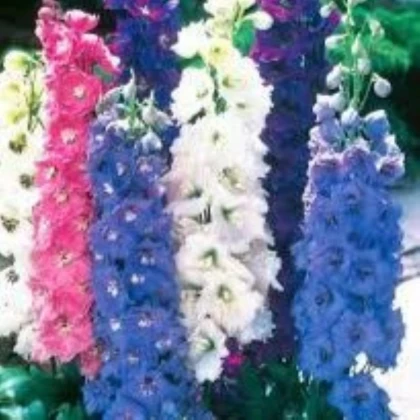 Ostrôžka poľná zmes farieb - Consolida regalis - semená ostrôžky - 100 ks