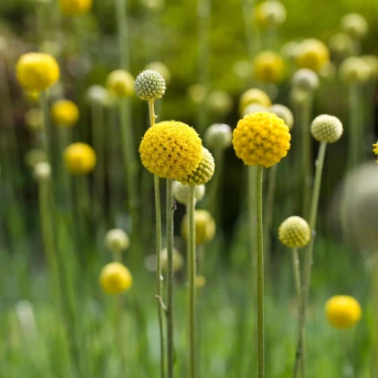 Kraspédia guľovitá Trommelstock - Craspedia globosa - semená kraspédie - 170 ks