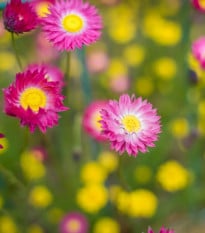 Slamienka ružová - Helipterum roseum - semená slamienka - 0,5 g