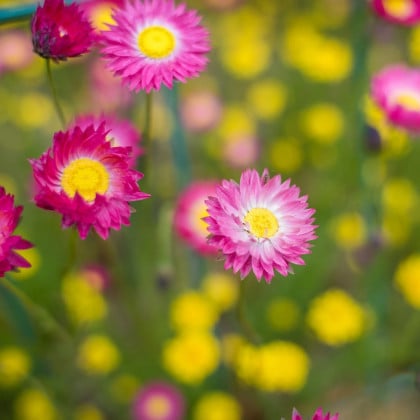 Slamienka ružová - Helipterum roseum - semená slamienka - 0,5 g