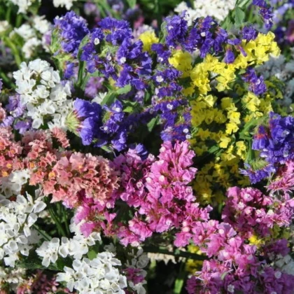 Limonka zvlnená QIS zmes farieb - Limonium sinuatum - semená limonky - 50 ks