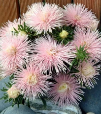 Astra čínska Starlight Light Pink - Callistephus chinensis - semená astry - 50 ks