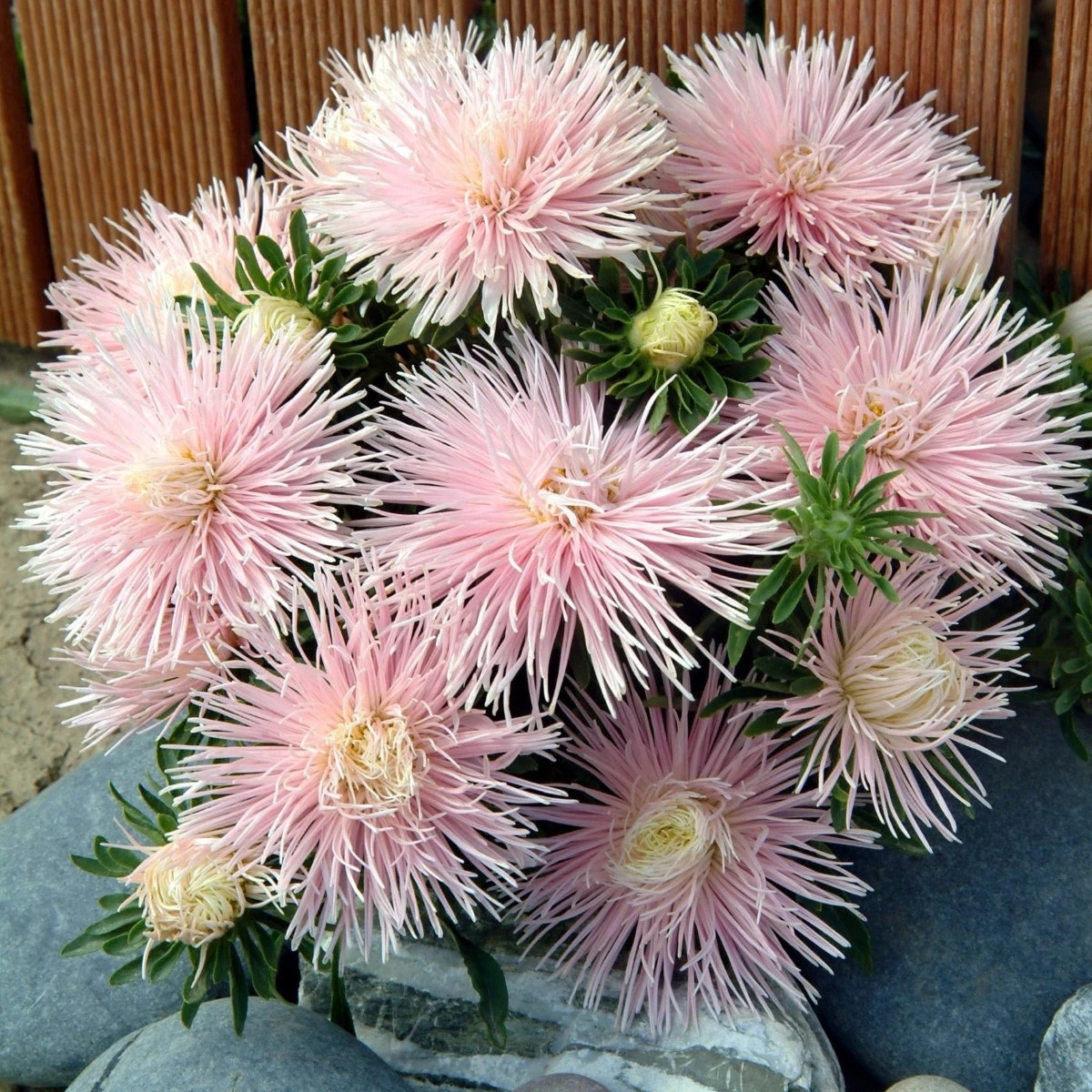 Astra čínska Matador Salmon Pink - Callistephus chinensis - semená astry - 50 ks