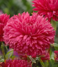 Astra čínska King Size Red - Callistephus chinensis - semená astry - 50 ks
