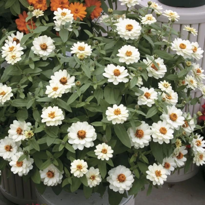Cínia pôvabná plnokvetá biela Profusion Double White - Zinnia elegans - semená cínie - 15 ks