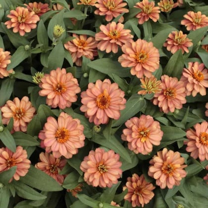 Cínia pôvabná plnokvetá ružová Profusion Double Deep Salmon - Zinnia elegans - semená cínie - 15ks