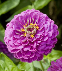 Cínia pôvabná georgínokvetá Purple Prince - Zinnia elegans - semená cínie - 50 ks