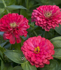 Cínia pôvabná georgínokvetá Illumination - Zinnia elegans - semená cínie - 50 ks