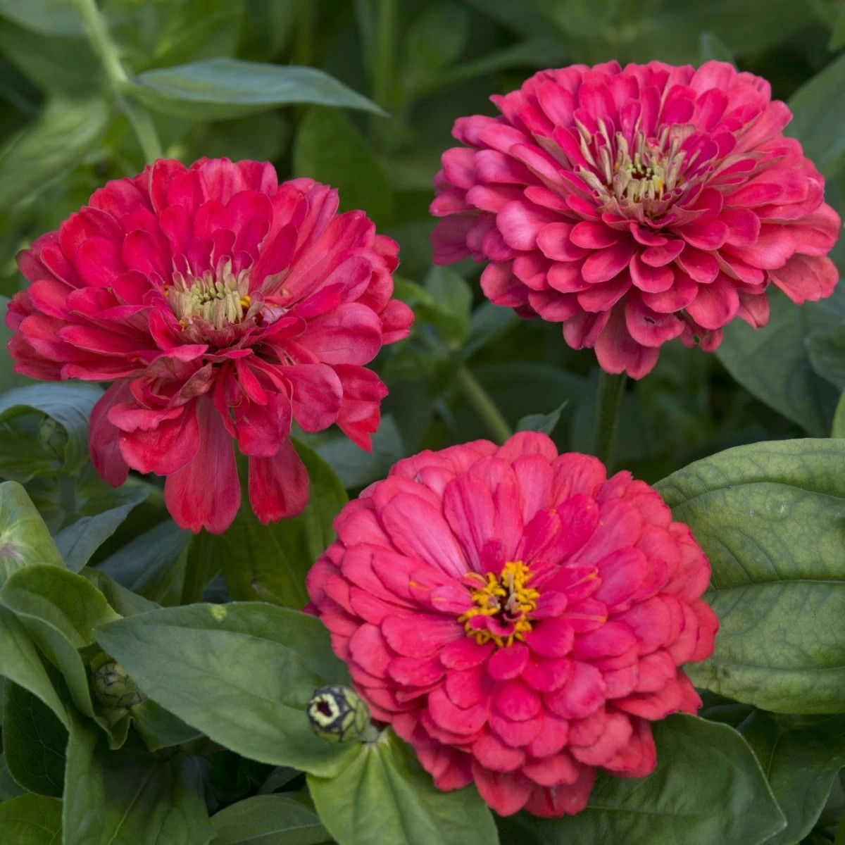 Cínia pôvabná georgínokvetá Illumination - Zinnia elegans - semená cínie - 50 ks