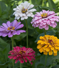 Cínia pôvabná georgínokvetá Field Grown Mixure - Zinnia elegans - semená cínie - 50 ks