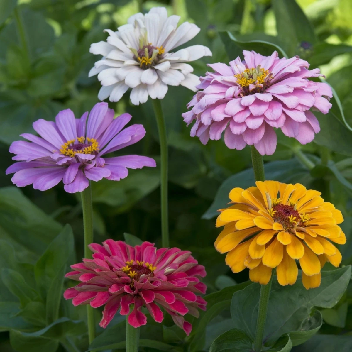 Cínia pôvabná georgínokvetá Field Grown Mixure - Zinnia elegans - semená cínie - 50 ks