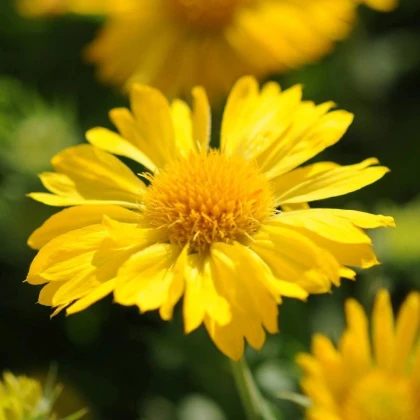 Kokarda veľkokvetá Mesa Yellow - Gaillardia grandiflora - semená kokardy - 10 ks