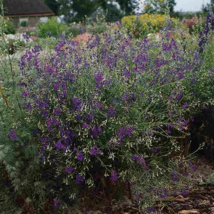 Ostrôžka Blue Cloud - Delphinium consolida - semená ostrôžky - 50 ks