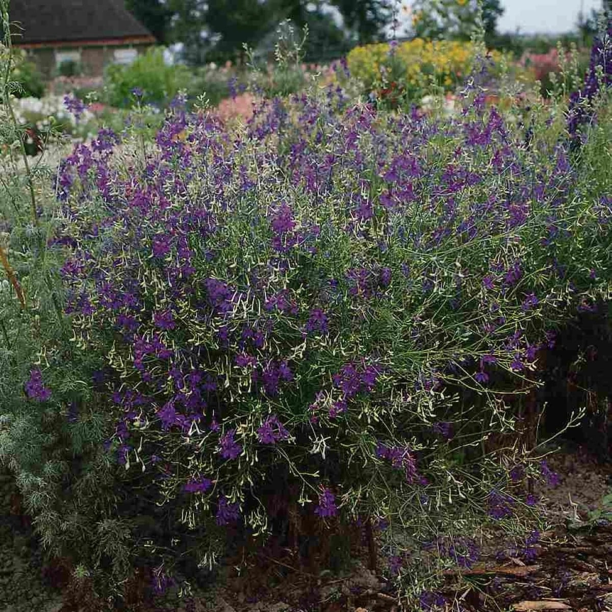 Ostrôžka Blue Cloud - Delphinium consolida - semená ostrôžky - 50 ks