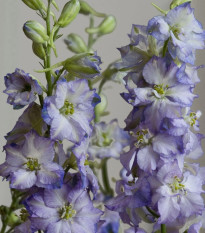 Ostrôžka Fancy Purple Picotee - Delphinium consolida - semená ostrôžky - 50 ks