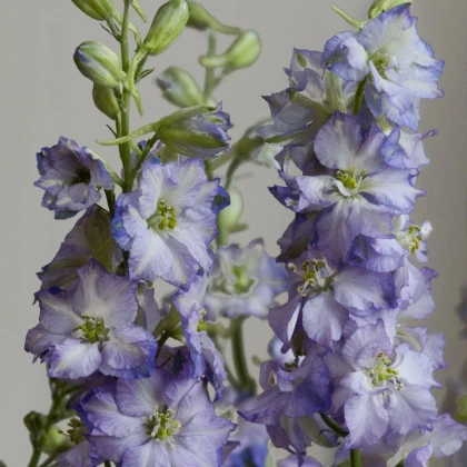 Ostrôžka Fancy Purple Picotee - Delphinium consolida - semená ostrôžky - 50 ks