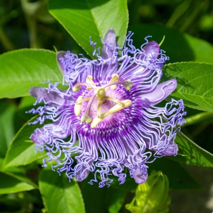 Mučenka pleťová - passiflora incarnata - semená mučenky - 4 ks