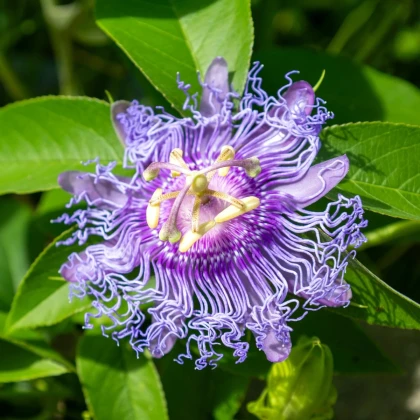Mučenka pleťová - passiflora incarnata - semená mučenky - 4 ks