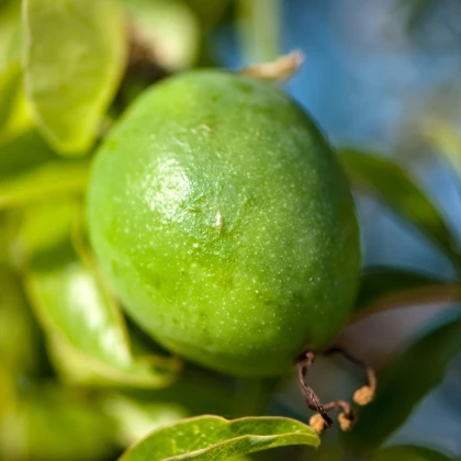 Mučenka pleťová - passiflora incarnata - semená mučenky - 4 ks