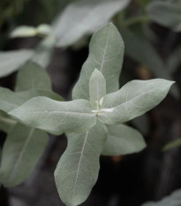 Eukalyptus globulus Styx – Blahovičník – Eukalyptus globulus – semena eukalyptu – 6 ks