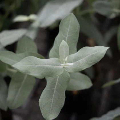 Eukalyptus globulus Styx – Blahovičník – Eukalyptus globulus – semena eukalyptu – 6 ks