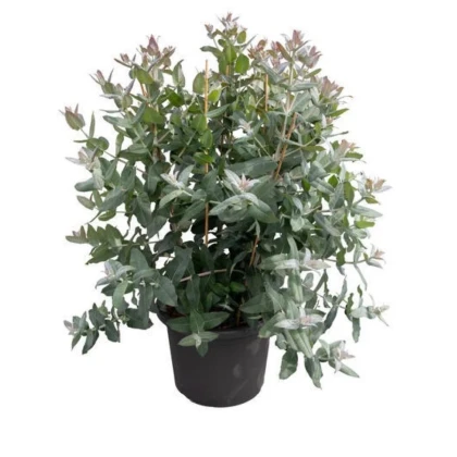 Eukalyptus globulus Styx – Blahovičník – Eukalyptus globulus – semena eukalyptu – 6 ks