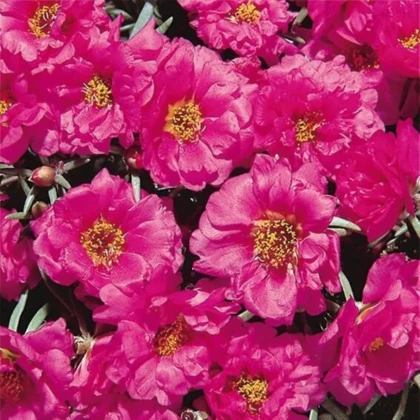 Portulaka veľkokvetá Sundial Fuchsia F1 - Portulaca grandiflora - semená portulaky - 80 ks