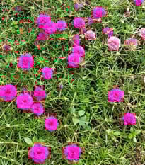 Portulaka veľkokvetá Sundial Fuchsia F1 - Portulaca grandiflora - semená portulaky - 80 ks