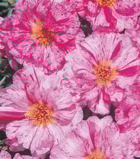 Portulaka veľkokvetá Sundial Peppermint F1 - Portulaca grandiflora - semená portulaky - 80 ks