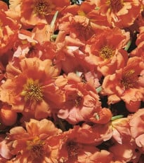Portulaka veľkokvetá Sundial Tangerine F1 - Portulaca grandiflora - semená portulaky - 80 ks