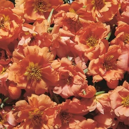 Portulaka veľkokvetá Sundial Tangerine F1 - Portulaca grandiflora - semená portulaky - 80 ks