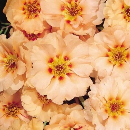 Portulaka veľkokvetá Sundial Mango F1 - Portulaca grandiflora - semená portulaky - 80 ks