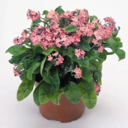 Nezábudka lesná Rosylva - Myosotis sylvatica - semená nezábudky - 60 ks