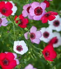 Ľan veľkokvetý Tricolore - Linum grandiflorum - semená ľanu - 100 ks