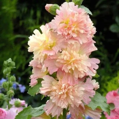 Topoľovka ružová Spring Celebrities Apricot - Alcea rosea - semená topoľovky - 10 ks