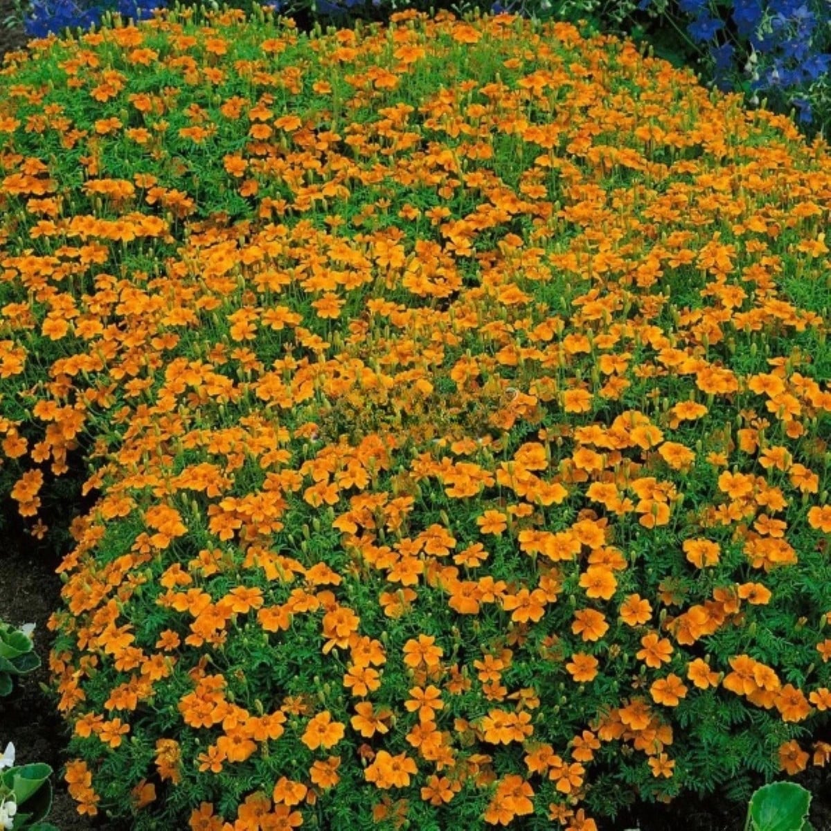 Aksamietnica drobnokvetá oranžová - Tagetes tenuifolia - semená aksamietnica - 0,2 g