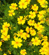 Aksamietnica drobnokvetá žltá - Tagetes tenuifolia - semená aksamietnice - 0,2 g