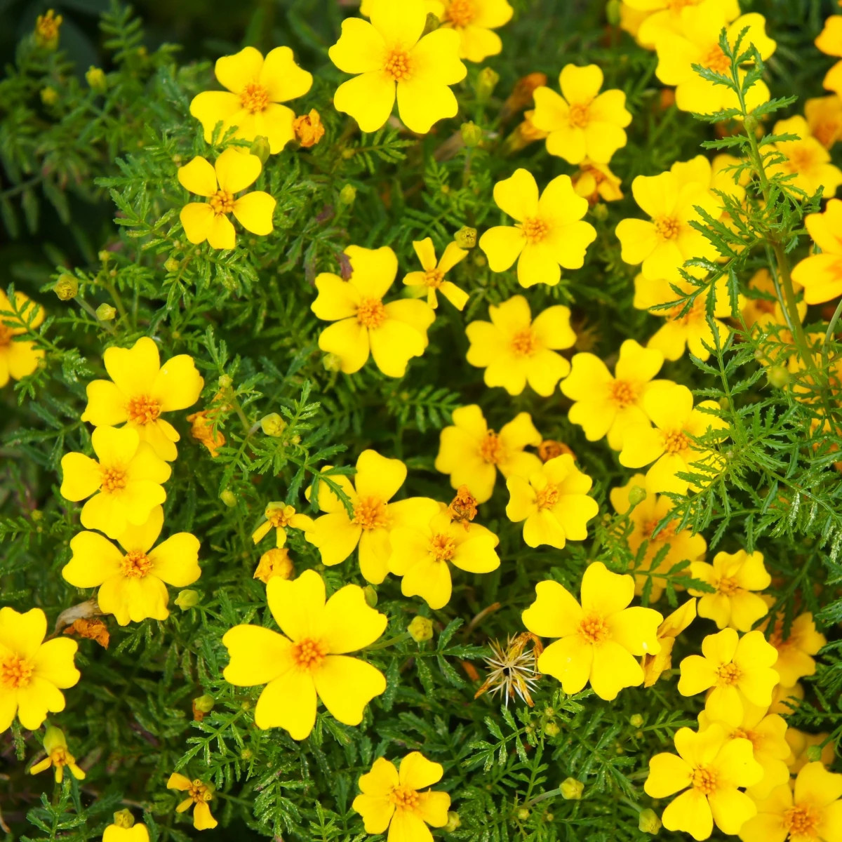 Aksamietnica drobnokvetá žltá - Tagetes tenuifolia - semená aksamietnice - 0,2 g