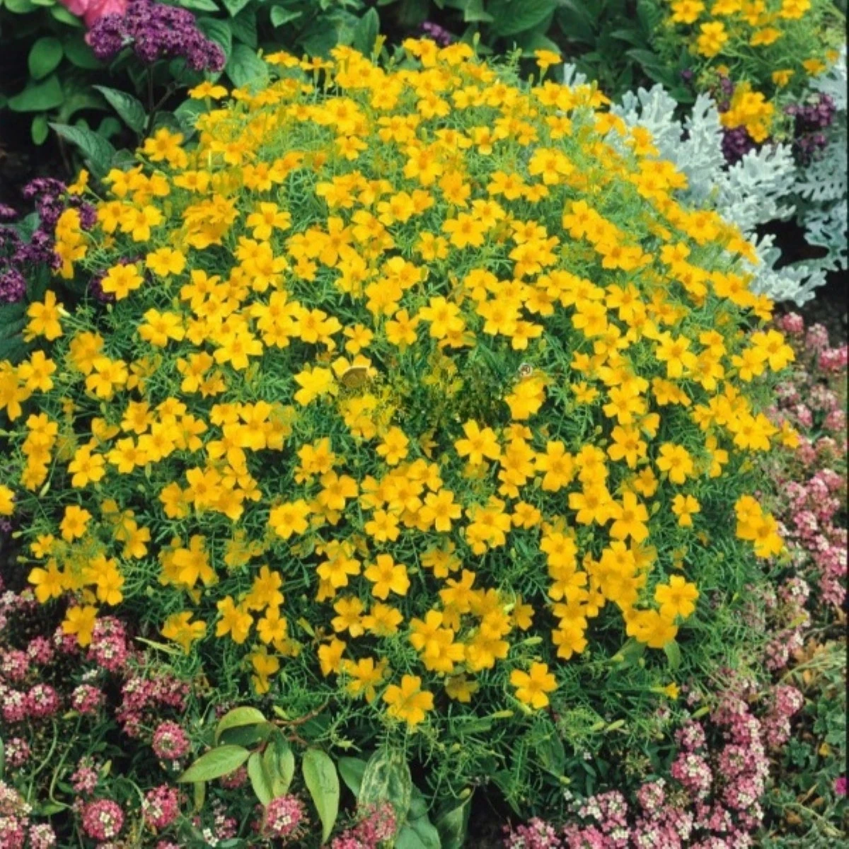 Aksamietnica drobnokvetá žltá - Tagetes tenuifolia - semená aksamietnice - 0,2 g