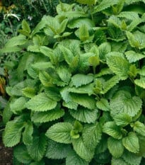 Medovka Citra - Melissa officinalis - semená medovky - 100 ks